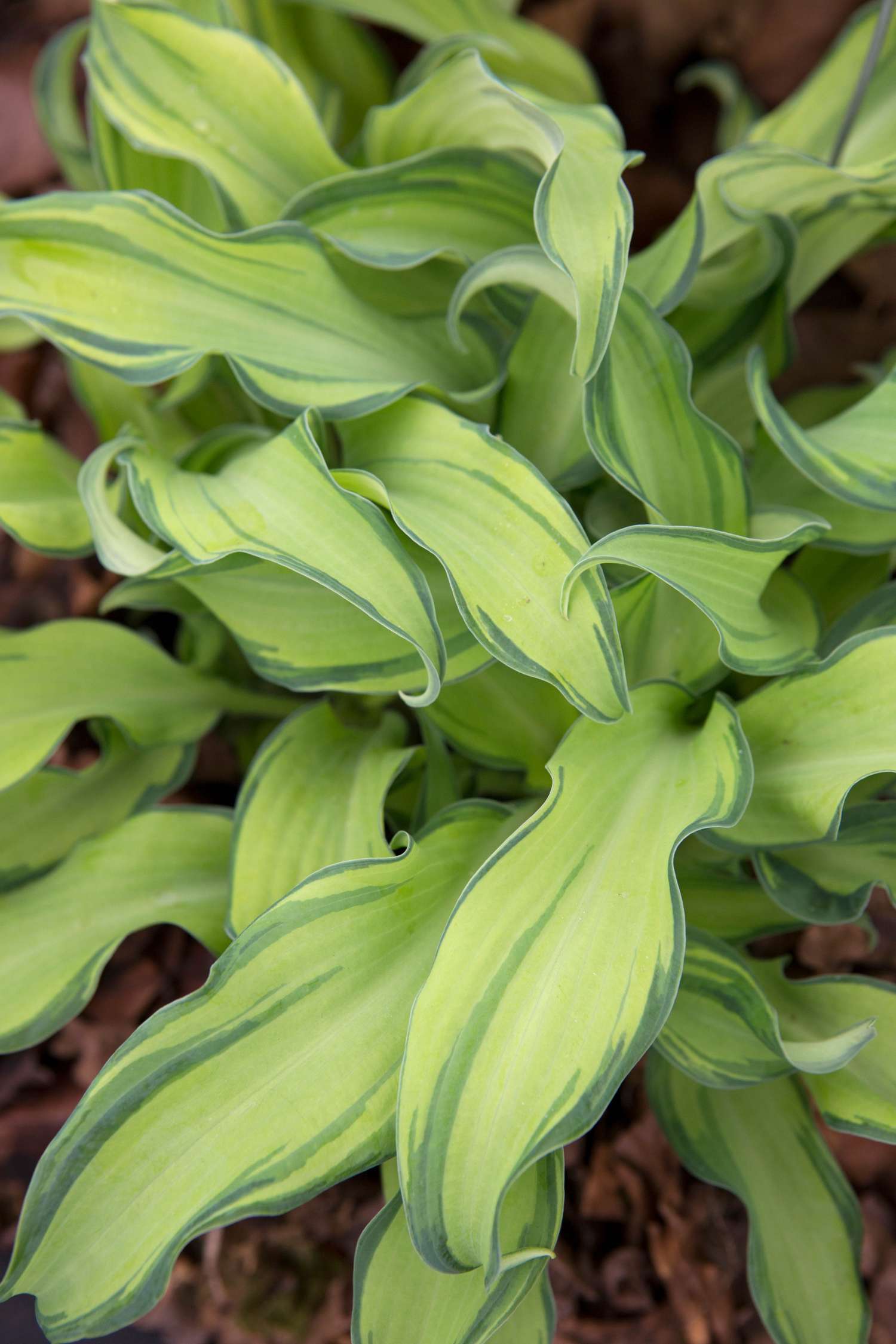 Kuunlilja 'Gravity Rocks'